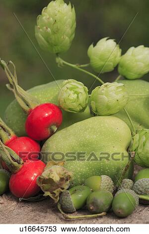 food, fruit, harvest View Large Photo Image Stock Image - food, fruit, harvest. Fotosearch