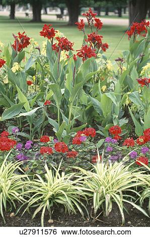 Formal summer border with chlorophytum and red pelargonium and red canna lilies in rows View Large Photo Image Stock Photograph - Formal summer border with chlorophytum and red pelargonium and red canna lilies in rows. Fotosearch