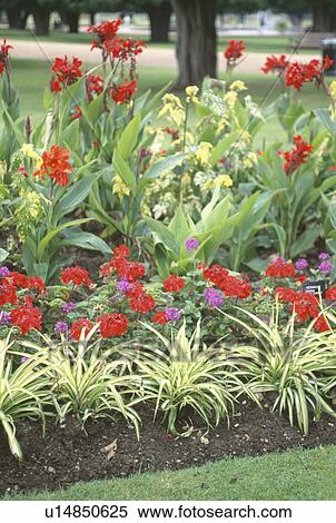 Stock Photography - Formal summer border with chlorophytum and red pelargonium and red canna lilies in rows. Fotosearch