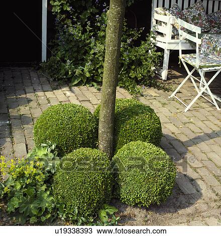 Four box balls at the base of a small tree in a brick paved town coutyard with white seating View Large Photo Image Stock Image - Four box balls at the base of a small tree in a brick paved town coutyard with white seating . Fotosearch