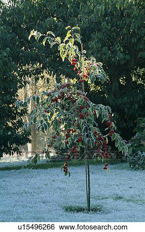 Stock Photograph - Frost covered small specimen tree in middle of lawn.. Fotosearch