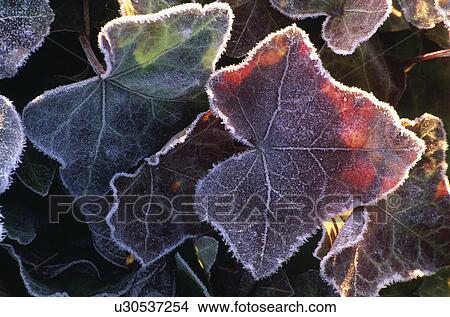 frost, leaves, ivy, hedera, winter, plants View Large Photo Image Picture - frost, leaves, ivy, hedera, winter, plants. Fotosearch