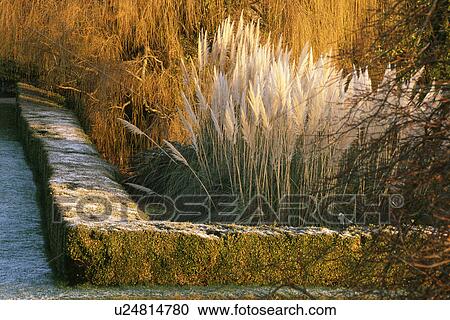 Frost on clipped hedge and cortaderia in country garden in winter View Large Photo Image Stock Image - Frost on clipped hedge and cortaderia in country garden in winter . Fotosearch