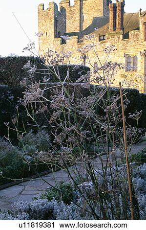 Frosted fennel in garden of large castellated country house in winter  View Large Photo Image Stock Image - Frosted fennel in garden of large castellated country house in winter . Fotosearch