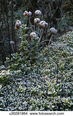 Picture - Frosted plants in country garden in winter. Fotosearch