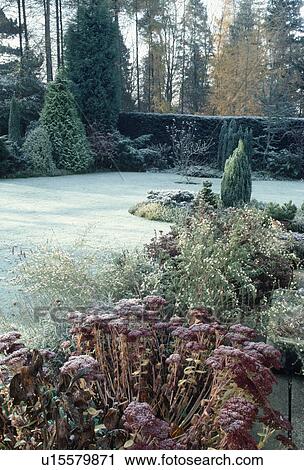 Frosted sedum and small conifers in winter border in country garden with frosty lawn View Large Photo Image Stock Image - Frosted sedum and small conifers in winter border in country garden with frosty lawn. Fotosearch