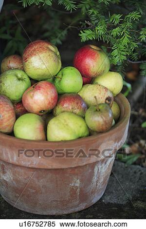 gardens, food, fruit, harvest View Large Photo Image Stock Photography - gardens, food, fruit, harvest. Fotosearch