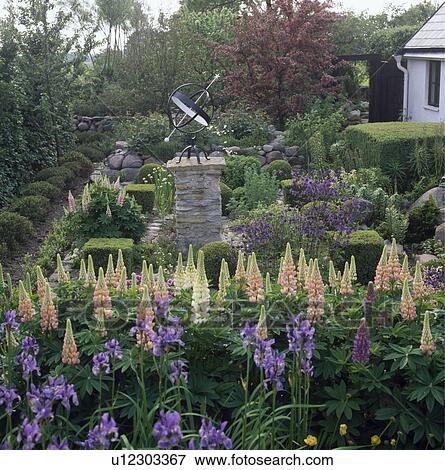Gimbal on plinth and blue iris with pink lupins in country cottage garden in summer with clipped shrubs View Large Photo Image Stock Photo - Gimbal on plinth and blue iris with pink lupins in country cottage garden in summer with clipped shrubs. Fotosearch