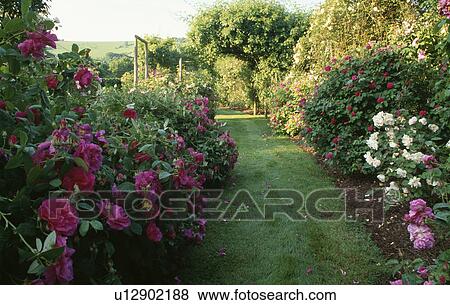 Grass path and rose borders in large country garden in summer View Large Photo Image Stock Photo - Grass path and rose borders in large country garden in summer. Fotosearch