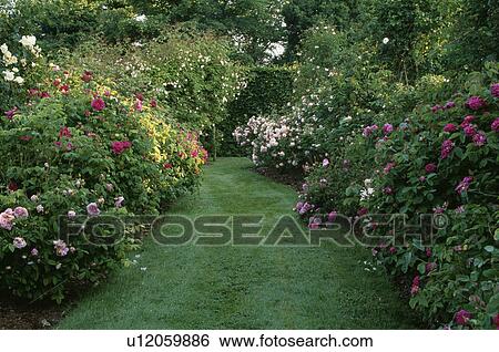 Stock Photograph - Grass path and roses in borders in country garden in summer. Fotosearch
