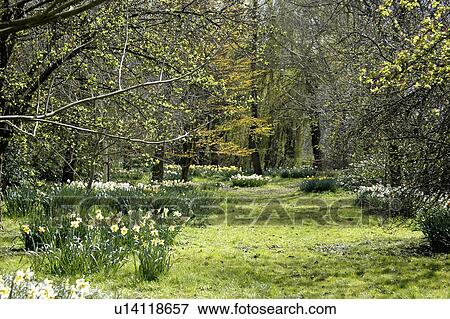 Grass path between daffodils and trees in natural woodland garden View Large Photo Image Stock Photo - Grass path between daffodils and trees in natural woodland garden. Fotosearch
