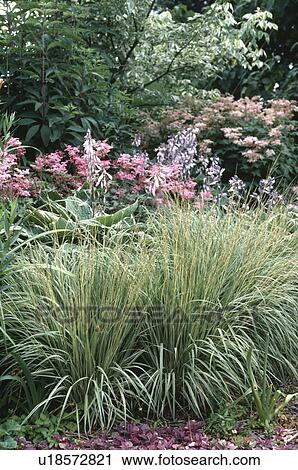 Stock Image - Grasses at the front of summer garden border. Fotosearch