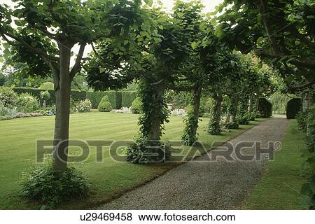 Gravel path through avenue of pleached lime trees beside lawn in large country garden View Large Photo Image Stock Photo - Gravel path through avenue of pleached lime trees beside lawn in large country garden. Fotosearch
