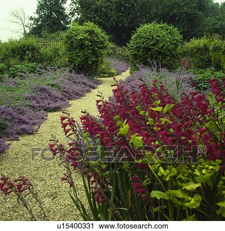 Stock Image - Gravel path through flower borders with pink Gladiolus Bzantium underplanted with nepeta. Fotosearch