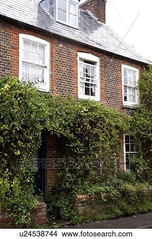 Green climbing plant on Georgian brick country house View Large Photo Image Picture - Green climbing plant on Georgian brick country house. Fotosearch