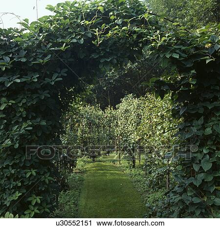 Green climbing plant over arch in woodland country garden View Large Photo Image Stock Image - Green climbing plant over arch in woodland country garden. Fotosearch