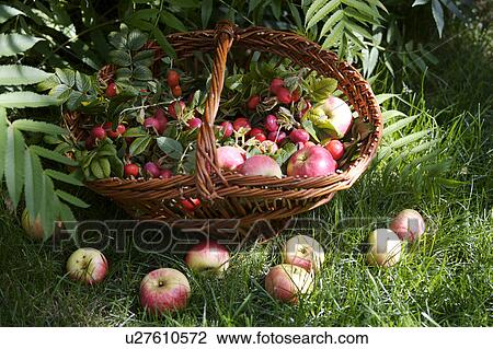 green, outside, still-life, fruit, food View Large Photo Image Stock Image - green, outside, still-life, fruit, food. Fotosearch
