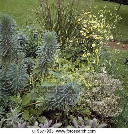Green plants in summer bed View Large Photo Image Stock Photography - Green plants in summer bed . Fotosearch