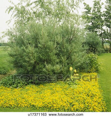 Stock Image - Green shrub underplanted with yellow lysimachia in large country garden in summer. Fotosearch