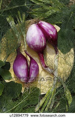 green, vegetable, food View Large Photo Image Stock Photo - green, vegetable, food. Fotosearch