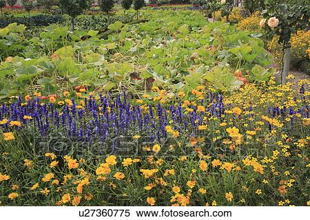 Stock Photography - green, yellow, purple, beds, gardens. Fotosearch