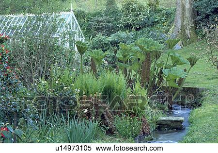 Gunnera beside stream in country garden View Large Photo Image Stock Photography - Gunnera beside stream in country garden. Fotosearch