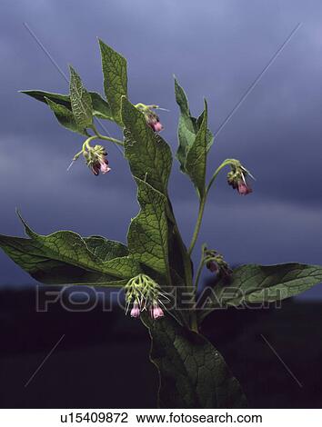 herb, comfrey, symphytum officinale, plants View Large Photo Image Stock Image - herb, comfrey, symphytum officinale, plants. Fotosearch