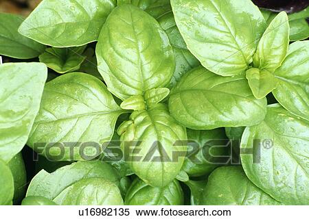 Stock Photography - herbs, basil, basilicum, plants. Fotosearch