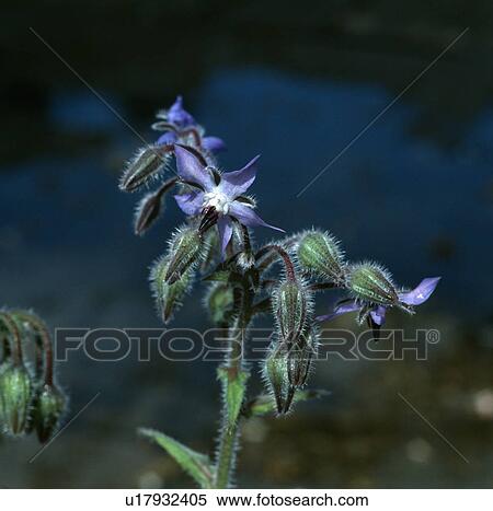 Stock Photography - herbs, blue, borage, borago, plants. Fotosearch