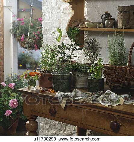 Stock Photo - Herbs in pots on old pine side table in cottage kitchen. Fotosearch