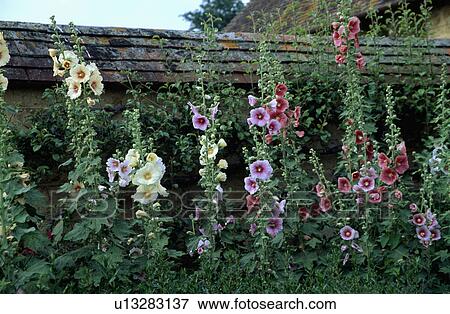 Hollyhocks growing against brick wall in summer garden View Large Photo Image Stock Photo - Hollyhocks growing against brick wall in summer garden. Fotosearch