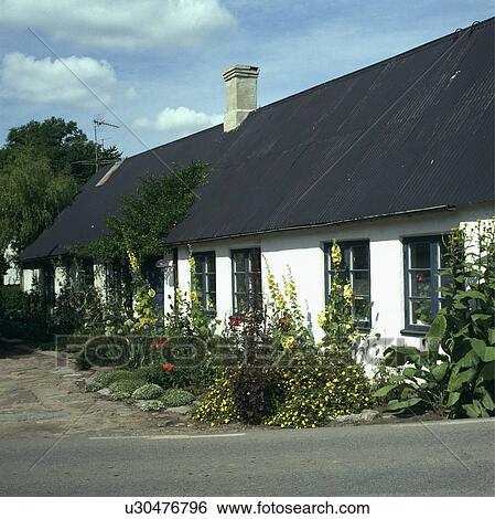 Hollyhocks in border in front of single-storey black+white traditional Scandinavian cottage View Large Photo Image Stock Photograph - Hollyhocks in border in front of single-storey black+white traditional Scandinavian cottage. Fotosearch