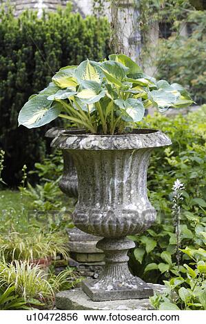 Hosta in stone urn in country garden View Large Photo Image Stock Photograph - Hosta in stone urn in country garden. Fotosearch