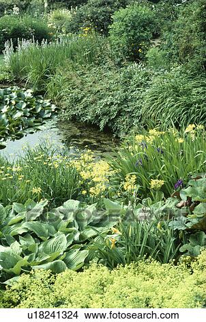 Picture - Hostas and alchemilla "mollis" with yellow irises and primroses on banks of stream in country garden. Fotosearch