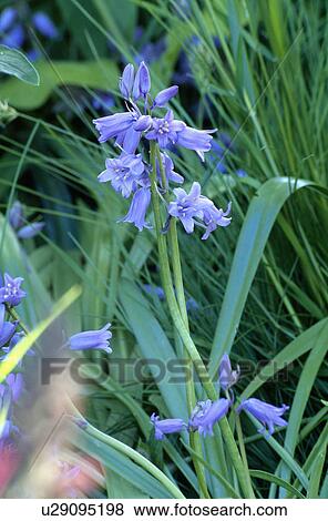 Stock Photo - hyacinthoides hispanica, spanish bluebell, plants. Fotosearch