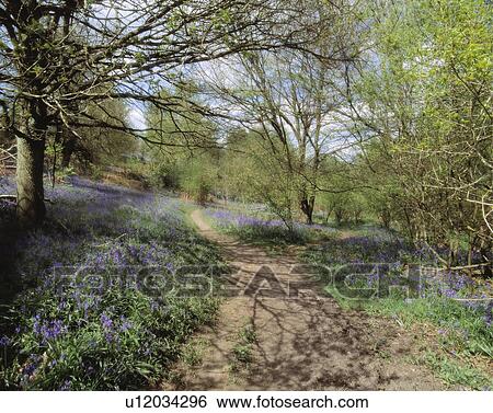 Informal path through a bluebell wood. View Large Photo Image Stock Photograph - Informal path through a bluebell wood.. Fotosearch