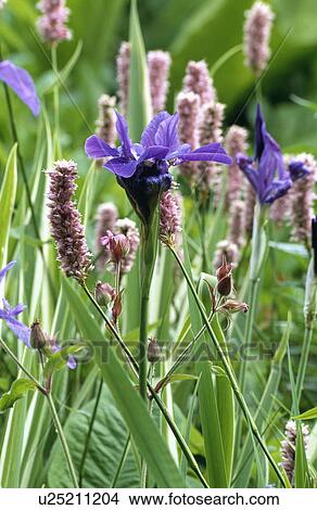 Picture - iris, blue, polygonum, pink, summer, plants. Fotosearch