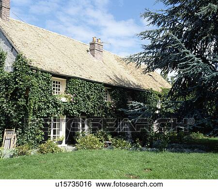 Ivy on the front of traditional country house in France View Large Photo Image Stock Photograph - Ivy on the front of traditional country house in France. Fotosearch
