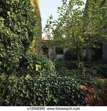 Ivy on wall of small town garden View Large Photo Image Stock Image - Ivy on wall of small town garden . Fotosearch