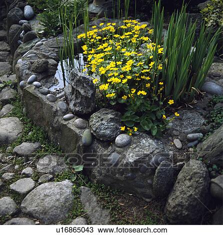 Kingcups beside small raised pond in country garden View Large Photo Image Stock Image - Kingcups beside small raised pond in country garden. Fotosearch