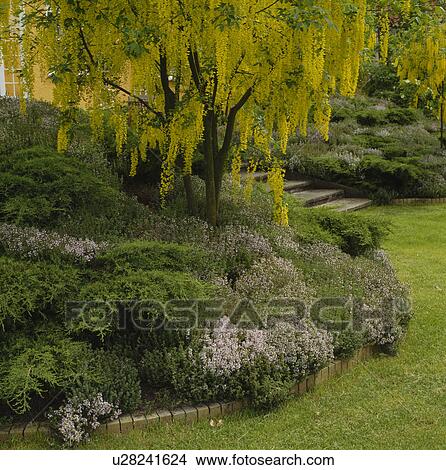 Laburnum underplanted with low conifers and heathers. View Large Photo Image Picture - Laburnum underplanted with low conifers and heathers.. Fotosearch