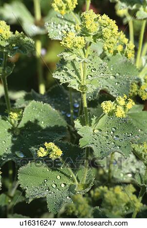 lady's mantle, perennials, alchemilla mollis, green, summer, plants View Large Photo Image Stock Photo - lady's mantle, perennials, alchemilla mollis, green, summer, plants. Fotosearch