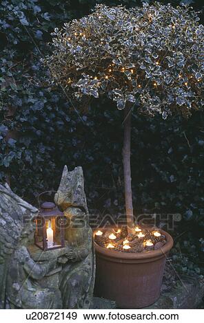 Lantern on angel statue beside holly tree in terracotta pot with candles in Christmas garden View Large Photo Image Stock Photo - Lantern on angel statue beside holly tree in terracotta pot with candles in Christmas garden. Fotosearch