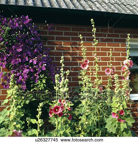 Stock Photography - Large flowered clematis with hollyhocks on the side of a garage.. Fotosearch