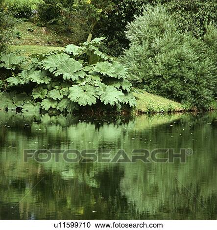 Large gunnera beside lake in large country garden View Large Photo Image Stock Image - Large gunnera beside lake in large country garden. Fotosearch