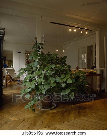 Large houseplant on parquet floor in modern apartment living room View Large Photo Image Stock Photography - Large houseplant on parquet floor in modern apartment living room. Fotosearch