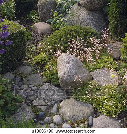 Large smooth stones in rockery garden View Large Photo Image Stock Image - Large smooth stones in rockery garden. Fotosearch