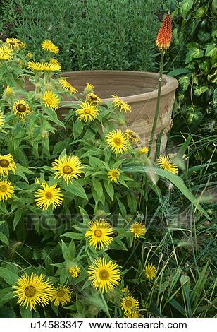 Large terracotta pots in flowering summer borders View Large Photo Image Stock Photo - Large terracotta pots in flowering summer borders. Fotosearch
