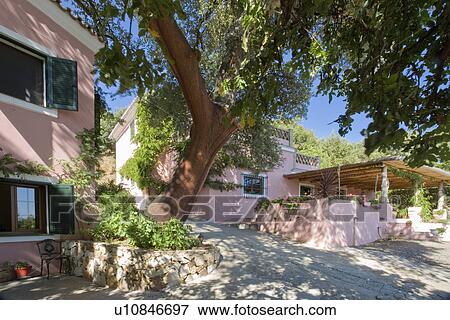 Stock Photo - Large tree beside pink Spanish villa. Fotosearch