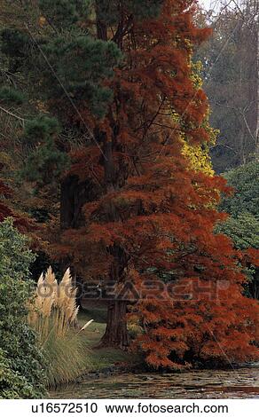 Large tree in country garden in Autumn View Large Photo Image Stock Image - Large tree in country garden in Autumn. Fotosearch